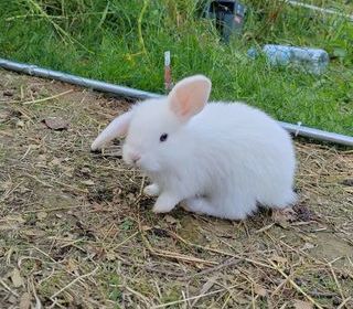 miniature