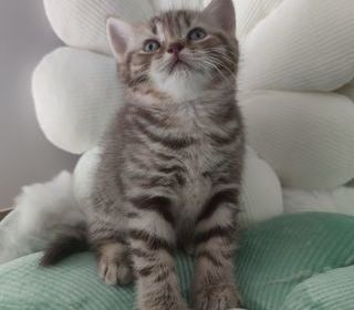 miniature