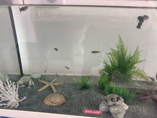 miniature