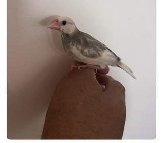 miniature