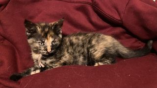 miniature