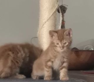 miniature