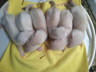 miniature