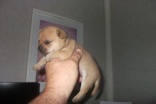 miniature