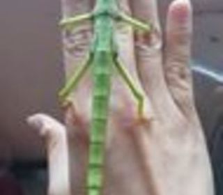 miniature