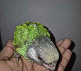 miniature