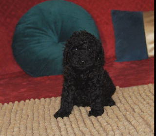 miniature