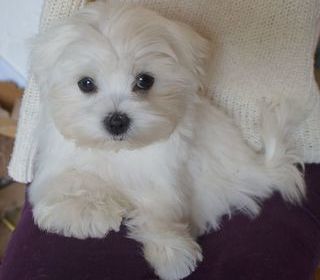 miniature