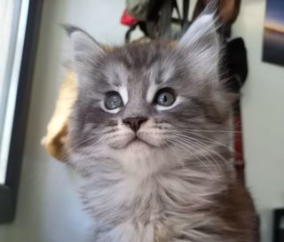 miniature