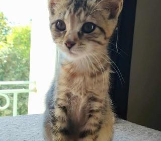 miniature