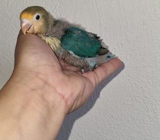 miniature