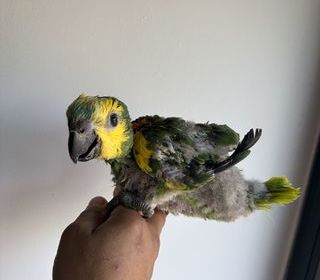 miniature