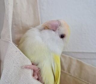miniature