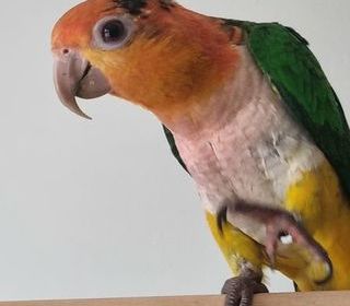 miniature