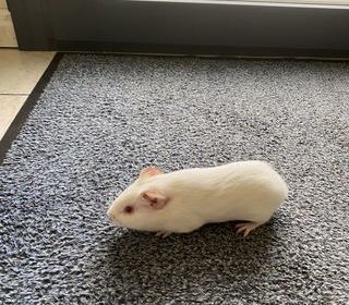 miniature