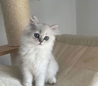 miniature