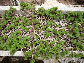 miniature
